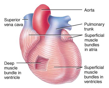 the ventricles.