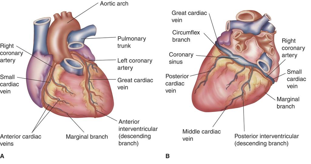 FIGURE 27-6 Coronary circulation: (A) coronary vessels portraying the complexity and extent of