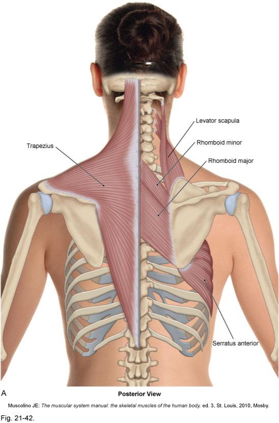 Overview and Layers of the Trunk trapezius