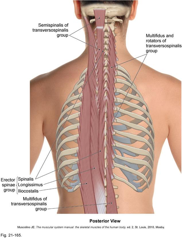 Trunk Muscle: erector spinae (back strap muscles or spinal erectors)