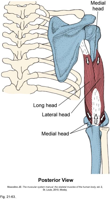 Arm Muscle: triceps brachii (triceps) Origin: