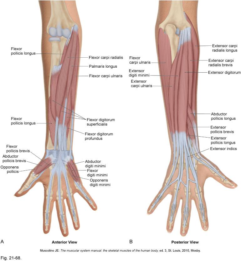 Forearm Muscle: forearm extensors Origin: