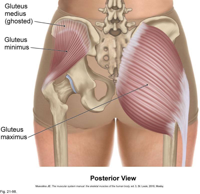 Pelvis Muscle: gluteus maximus Origin: sacrum and upper