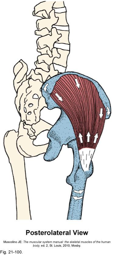 Pelvis Muscle: gluteus medius Origin: upper