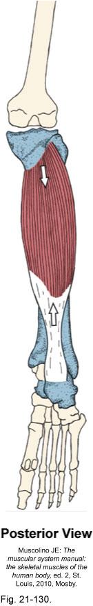 Leg Muscle: soleus Origin: leg (tibia