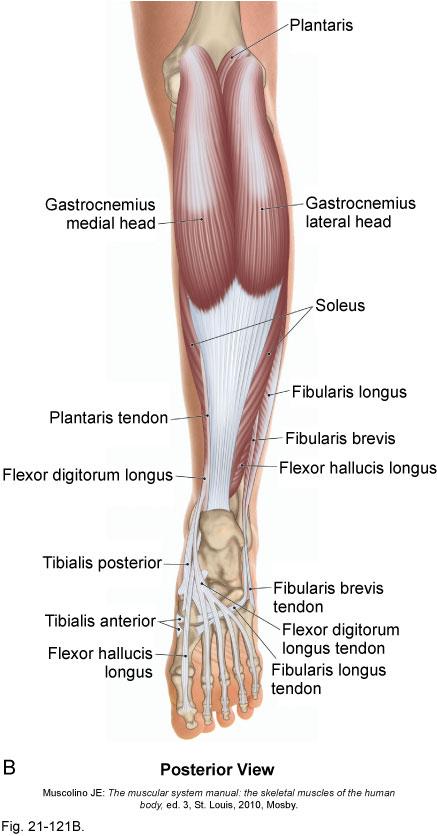 Layering of Leg Muscles