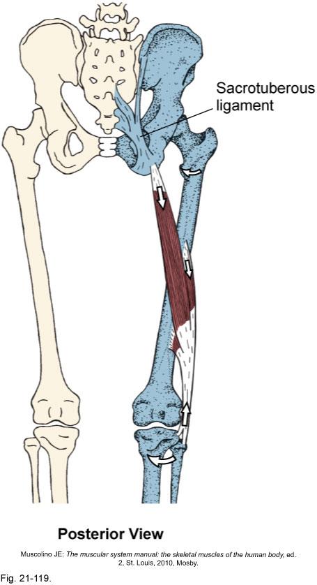 Biceps Femoris Origin: Ischial tuberosity Linea aspera of femur Insertion: Head of fibula
