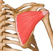 the posterior part of the scapula Function: