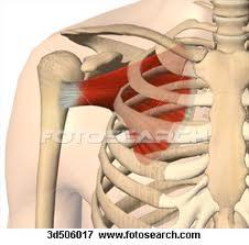 posterior part of the scapula Function:
