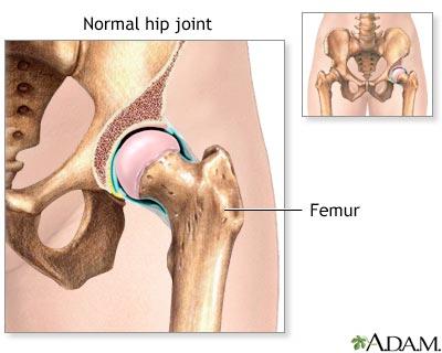 Hip Joint Flexion 130 Extension 20