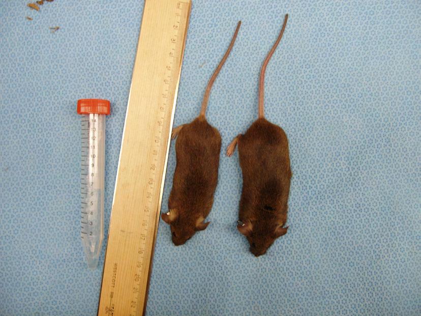 Tafazzin tet on shrna transgenic mice were generated by TaconicArtemis in 2009.