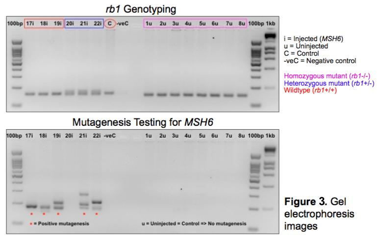 Five days post fertilization, each larva was tested for MSH6 mutagenesis and genotyped for rb1, by PCR amplification followed by gel electrophoresis and sequencing of selected samples [Figure 3].
