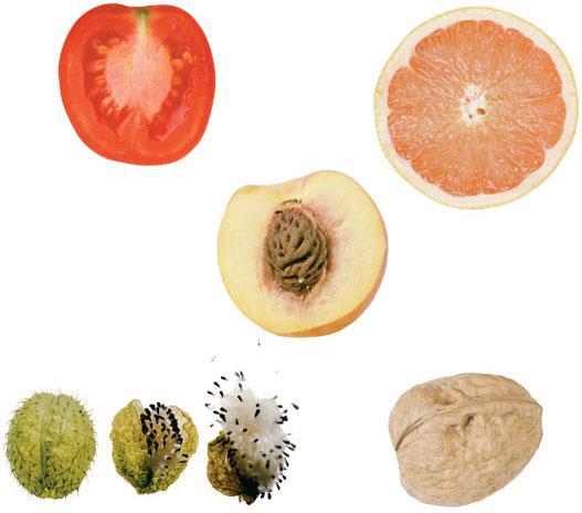 Some variations in fruit structure (a) Tomato, a fleshy fruit with soft outer and inner layers of pericarp (b) Ruby grapefruit, a fleshy fruit with a hard outer layer and soft inner layer of pericarp