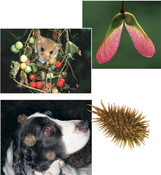 Fruit adaptations that enhance seed dispersal (a) Wings enable maple fruits to be easily carried by the wind.
