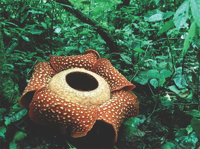 Rafflesia arnoldii,