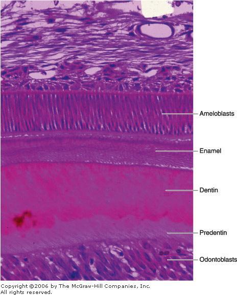 Dentin Calcified tissue Type I collagen fibrils Glycosaminoglycans Phosphoproteins