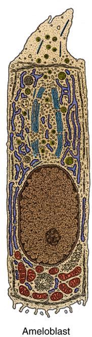 Ameloblasts Enamel matrix is secreted by cells called ameloblasts. These tall columnar cells possess numerous mitochondria in the region below the nucleus.