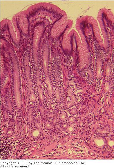 Pylorus Has deep gastric pits into which the branched, tubular pyloric glands open. Pyloric glands have longer pits and shorter coiled secretory portions.
