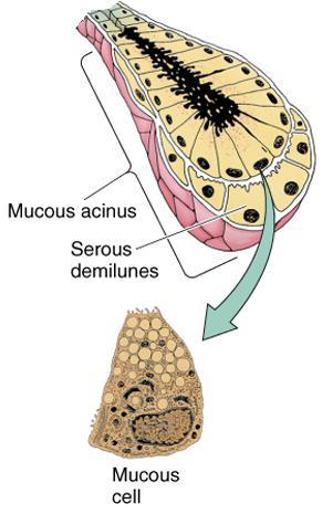 Mucous cells Usually cuboidal to columnar in shape. Their nuclei are oval and pressed toward the bases of the cells.