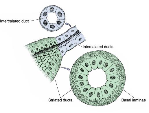 Duct system Intralobular ducts Intercalated ducts Striated ducts Interlobular ducts Pseudostratified or