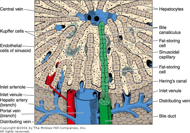 The Liver Lobule Hepatocyte Portal spaces Central vein Liver sinusoids