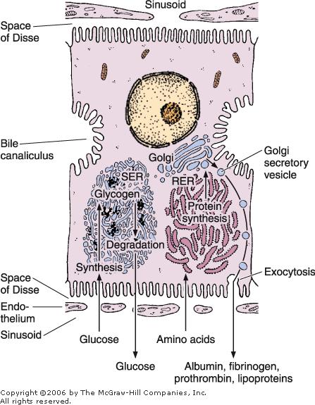 The Hepatocyte