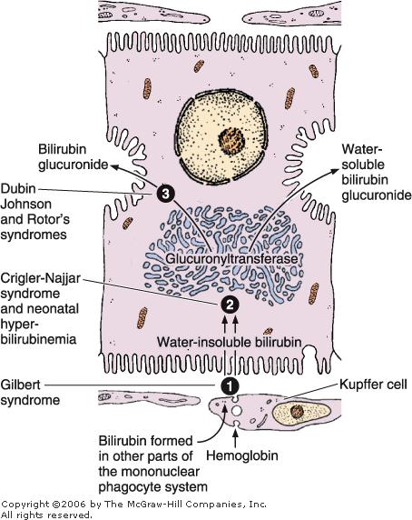 The Hepatocyte