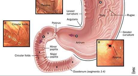 Gastro-duodenal physiology Anatomy (stomach - antrum, body, fundus) Components of gastric juice Salts, Water Hydrochloric