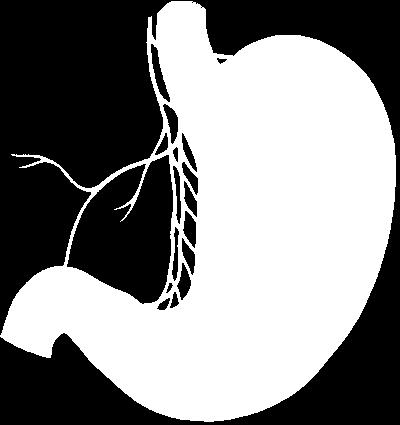 STOMACH ANATOMY ( Nerve supply ) crow s foot The anterior and posterior gastric branches descend on the anterior and