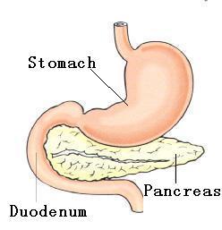 DUODENUM ANATOMY Long about 25 cm Between stomach and small
