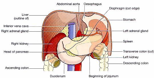Posteriorly separated by peritoneum of lesser sac, the