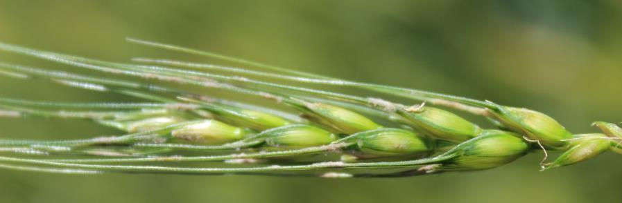 Wheat Diseases Fusarium Head Blight