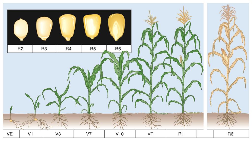 Corn Growth Stages Image from