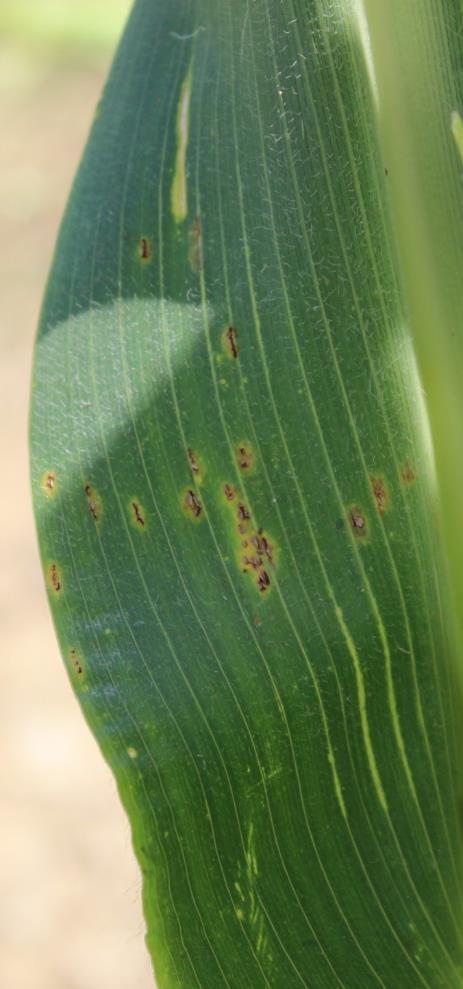 Corn Diseases Grey Leaf Spot