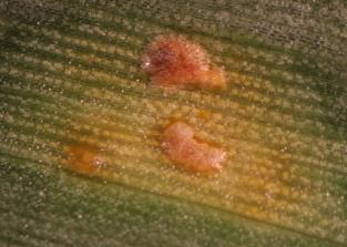 both sides of leaf Southern Rust