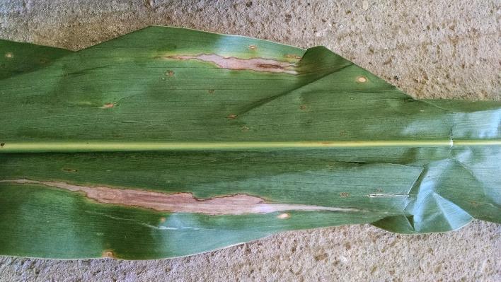 Corn Diseases Grey Leaf Spot Most common Common Rust = cooler temp Cooler temperatures (61-77 F) Brown, elongated pustules On both sides of