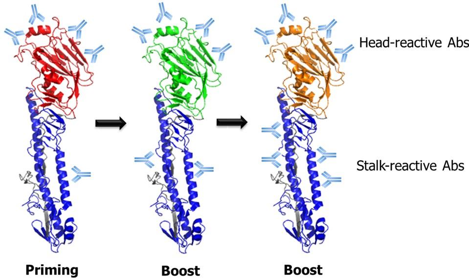 Viruses 2014, 6 3166 Figure 3. Schematic illustration of prime/boost vaccination strategy based on chimeric HA (cha) for the boosting of HA stalk-reactive antibodies.