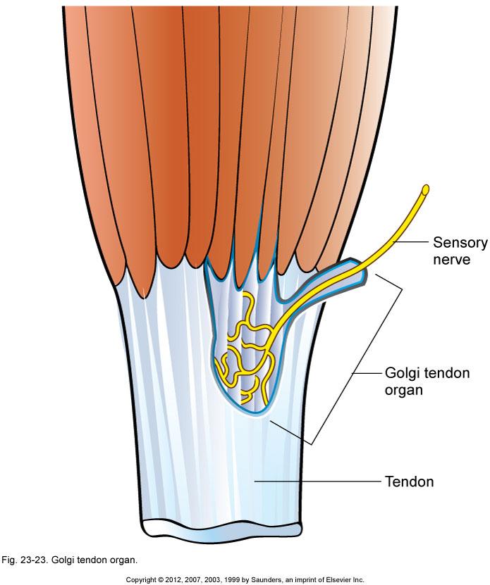Stretching and Stretch Receptors Golgi tendon organ Receptor located at the musculotendinous junction.
