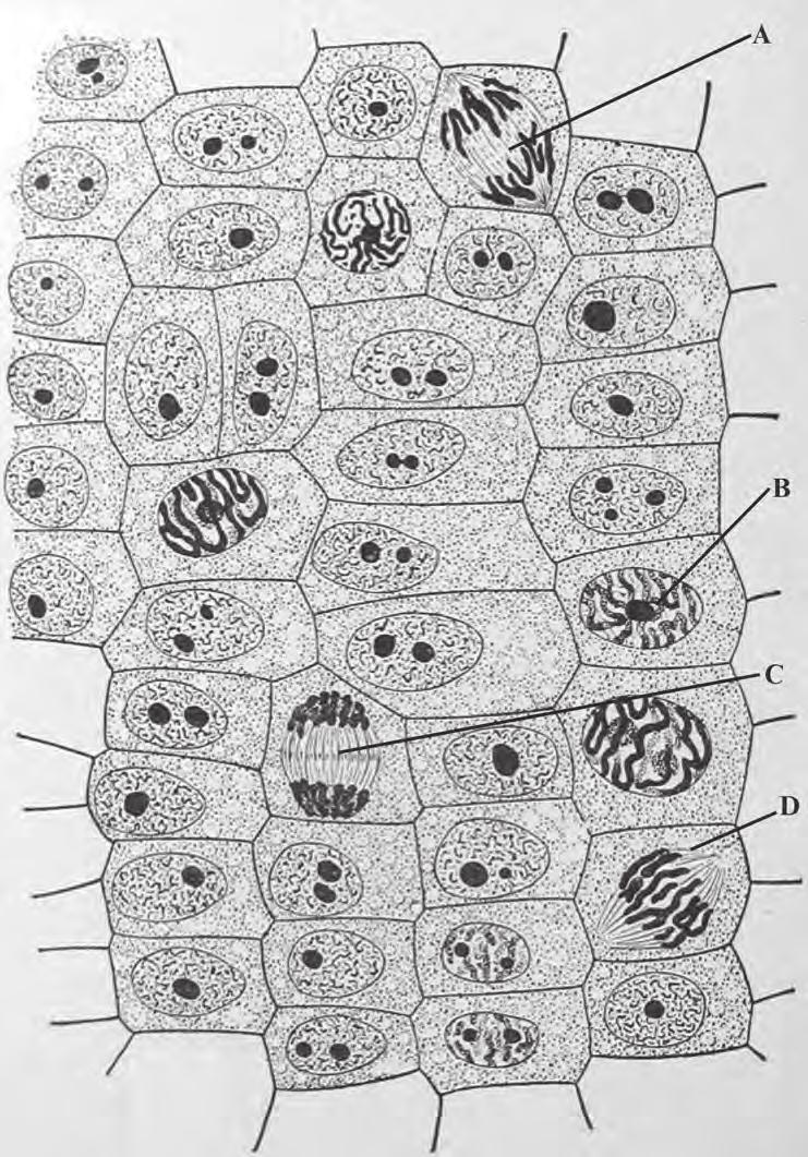 10 4. The drawing below is taken from plant tissue which shows cells undergoing