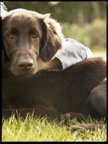 Some dogs appear to sense a persons seizure before it begins, providing an early warning system. But more research is needed before seizure alert dogs are widely used.