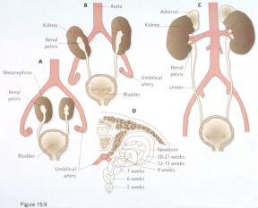 Migration of the kidneys from