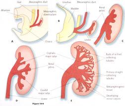 Once the ureteric bud invades the metanephric mesenchyme it undergoes dichotomous branching morphogenesis, this will generate much of the renal papilla mesenchyme ureteric bud ureteric buds Condensed