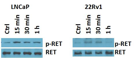 Figure 6 Activation of RET by GDNF and GFRA1.
