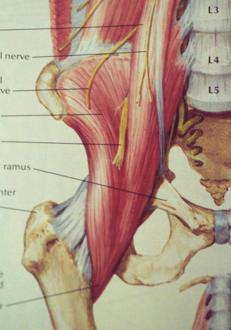 A comment on iliopsoas Key hip flexor Origin lumbar spine Femoral nerve passes within Crosses hip joint & SIJ Spasm secondary to lumbar, pelvic, hip pathology Can cause lumbar, pelvic,