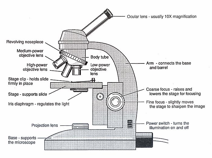 Light Microscope Low power