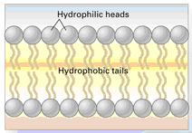 Cell Membrane Plasma Membrane -(Phospholipid Bilayer) 2 layers of phospholipids Phosphate heads faces out