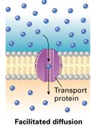 Passive Transport Selectively permeable membrane allows some substances to pass through while keeping other things from passing Cell membrane is selectively permeable Passive transport movement