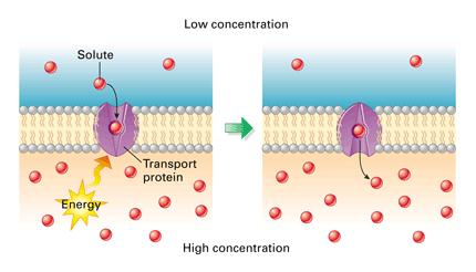 Active Transport Movement of molecules of ions across a membrane involving the use of the cells energy Usually done against the concentration gradient moving from low to high