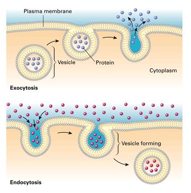 Exocytosis (above left) expels molecules from the cell that are too large to pass through the plasma
