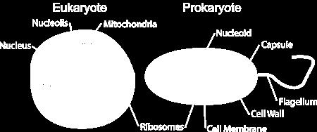 Prokaryotic vs.